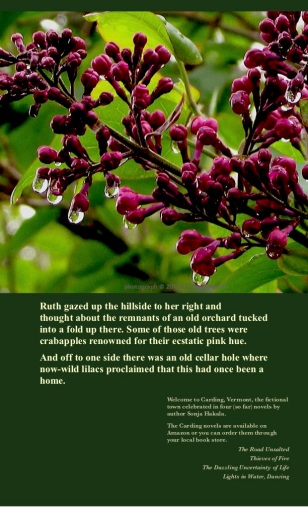 SH-Lilacs in bud